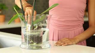 How do I water my Phalaenopsis Orchid [upl. by Paris964]