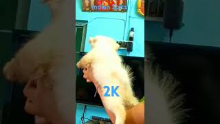 Indian Spitz sale sale 🟥🐶😍🙏 dog doglovers pets music [upl. by Benedix]