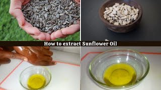 How to make Sunflower oil at home [upl. by Nyraf]