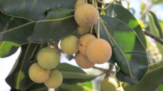 How to use Tamanu Oil [upl. by Adnac]