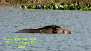 TAPIR SOUTH AMERICAN TAPIR TAPIRUS TERRESTRIS ANTA BRASILEIRA RELAXATION Aquatic niches [upl. by Ahsot849]