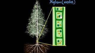 Xylem amp transpiration  Life processes  Biology  Khan Academy [upl. by Evatsug]