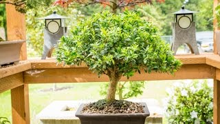 Justin Brouwers Boxwood Bonsai [upl. by Irovi739]