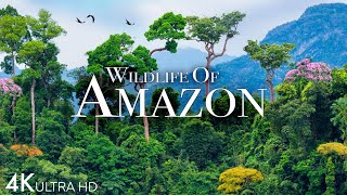 Amazon Wildlife 4K  Part 2  Animals That Call The Jungle Home  Amazon Rainforest Relaxation Film [upl. by Besse]