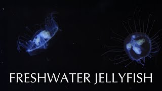 Freshwater Jellyfish [upl. by Clarabelle]