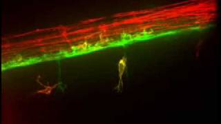 Timelapse Video of Gial Cell Movement [upl. by Randene]