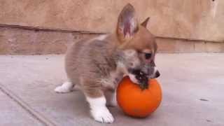 Corgi Puppy  Pumpkin Playtime [upl. by Dwyer]