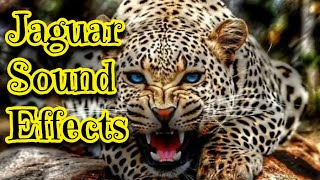 Jaguar Sound Effects [upl. by Yhtir616]