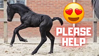 Please help  All horses at Stal G  Blue eyes  Treats  Friesian Horses [upl. by Veda533]