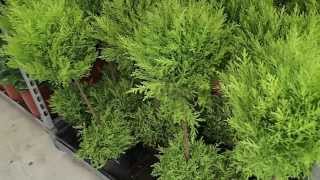 Cupressus macrocarpa ´Gold Crest´ [upl. by Sula]