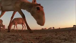 Herd Of Saiga Antelope In Uzbekistan [upl. by Nosnek]