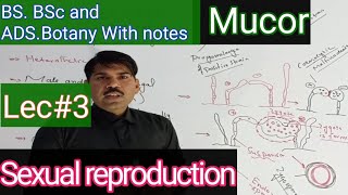 sexual reproduction in mucor [upl. by Aggappera]