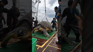 Giant Sea Monsters Caught by Fishermen 🐙🎣GiantSeaCreatures FishingDiscoveries OceanMysteries [upl. by Devaney]