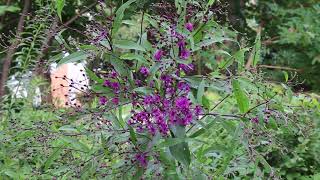 Giant ironweed Vernonia gigantea  Plant Identification [upl. by Limaa]