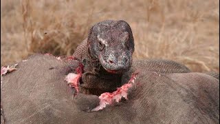 Komodo dragon vs big  Komodo dragon eating a big [upl. by Calley]