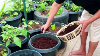 Terrace Garden  Easy way to grow Fruits ampSpices Plants on Terrace GardenHarish Mysore 6 [upl. by Pelmas818]