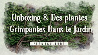 Unboxing Des plantes grimpantes dans le jardin [upl. by Marcelle281]