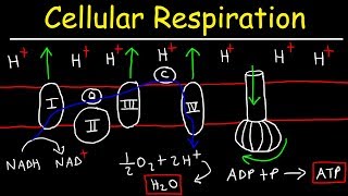 Cellular Respiration [upl. by Phyllida]