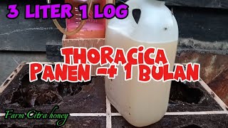 3 liter 1 log panen madu thoracica  panen madu torasika [upl. by Haniraz]