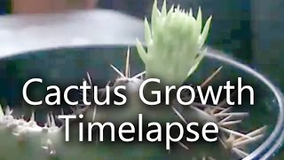 16 Day Opuntia Prickly Pear Cactus Growth Timelapse [upl. by Llenwad320]