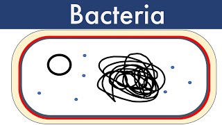 Bacteria Updated 2022Leaving Cert BiologyBiology Bugbears Monera [upl. by Helse]