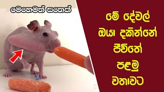 ඔබ මේවා දකින්නේ ජිවිතේ පළමු වතාවට EP27 [upl. by Lleirbag]