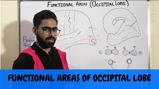 FUNCTIONAL AREAS OF OCCIPITAL LOBE  NEUROANATOMY OF CEREBRUM PART 7 [upl. by Refinaj]