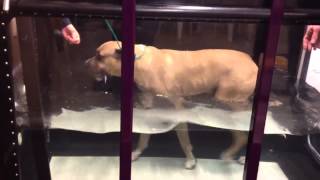 Watertreadmill therapy demo [upl. by Kerin]