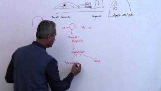 Immunology Neutrophil Lecture 3 Part 7 [upl. by Kaczer497]