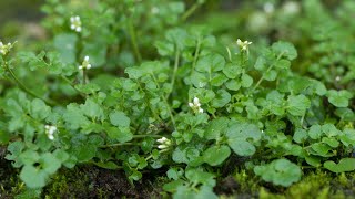 Hairy bittercress otherwise known as Flickweed Cardamine hirsuta [upl. by Mumford]