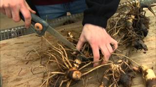 Dividing and Potting Stored Cannas [upl. by Eledoya984]