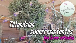 Tillandsias Superresistentes [upl. by Laresa915]