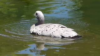 fauna australiana GANSO CEREOPSIS BANHO animals animais aves silvestres bicho selvagem australian [upl. by Nitsur243]