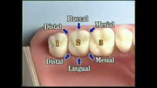 V109 Patient Records Management amp Dental Charting [upl. by Peony]