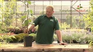 Uitleg en tips over de Prunus Avium Sylvia  zuilkers door onze tuinplantenwinkelnl specialist [upl. by Roper]