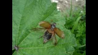 Melolontha melolontha  Feldmaikäfer  Cockchafer [upl. by Russia]