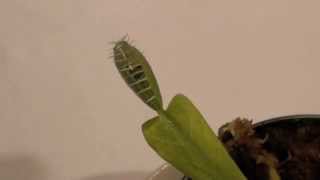 BUG EATING PLANT Venus Fly Trap [upl. by Neerual]