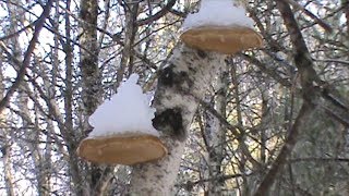 The Medicinal Birch Polypore [upl. by Georges]