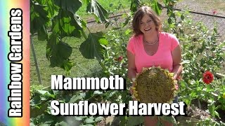 Huge Russian Mammoth Sunflowers Seed Heads amp How to  When to Harvest [upl. by Ilera]