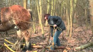 Forest Management  Bosbeheer in Bonheiden [upl. by Ynner629]