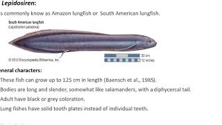 Dipnoi general characters and evolutionary significance [upl. by Airdnazxela]