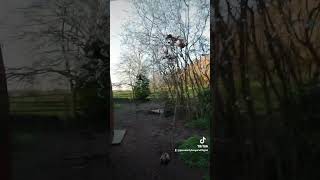 chickens flying from trees biblical speaking [upl. by Galliett216]