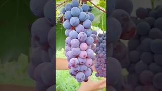 Grape very crispy and fresh  Best relaxing fruit tree farming bestfruits fruittree farming [upl. by Asteria]