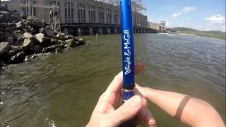 Catching Spring Shad at Conowingo Dam [upl. by Orimlede516]