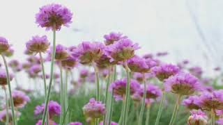 How to Grow Thrift Armeria [upl. by Ataynek]