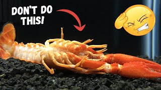 5 Mistakes that will KILL your crayfish [upl. by Reynard]