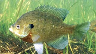 Facts The Bluegill [upl. by Eerpud]