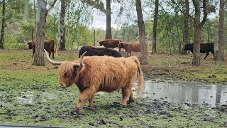 Safaripark Beekse Bergen [upl. by Murrell]