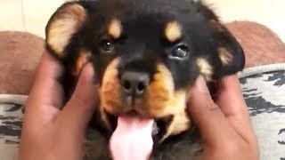 THE BEST CUTE AND FUNNY DOG VIDEOS OF 2023 🐶 [upl. by Mile986]