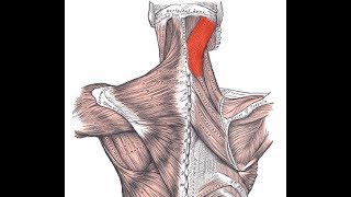 Exercise for the splenius capitis muscle [upl. by Karil]